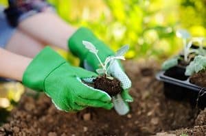 Woman planting seedlings in bed in the garden at summer sunny day. Gardener hands with young plant. Garden tools, gloves and sprouts close-up